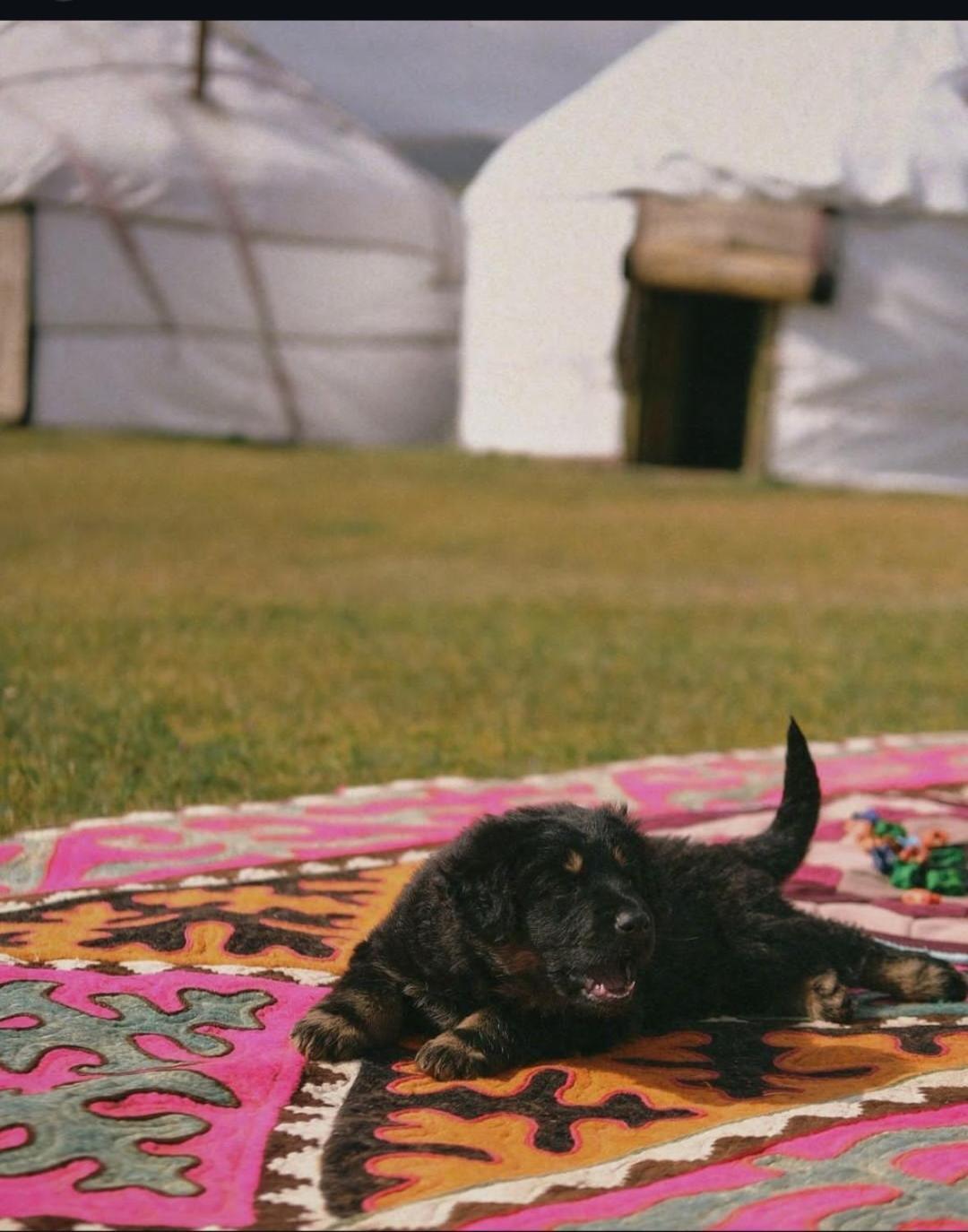 Zalkar Yurt Camp Hotel Song-Kul Eksteriør billede